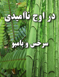 در اوج نامیدی (سرخس و بامبو)